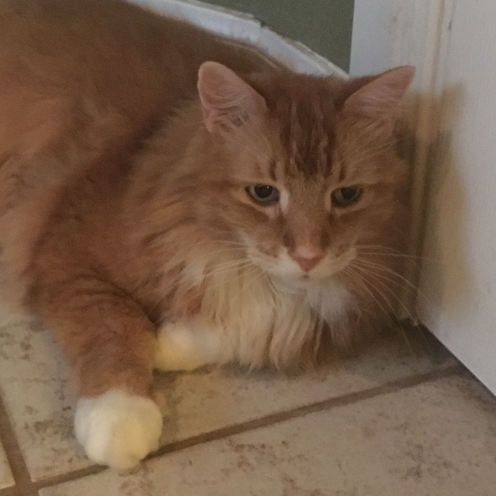 Meet your Posher, Erin